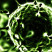 virus