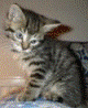 http://www.gypthecat.com/wp-content/uploads/2010/10/Gyp_the_Cat.gif